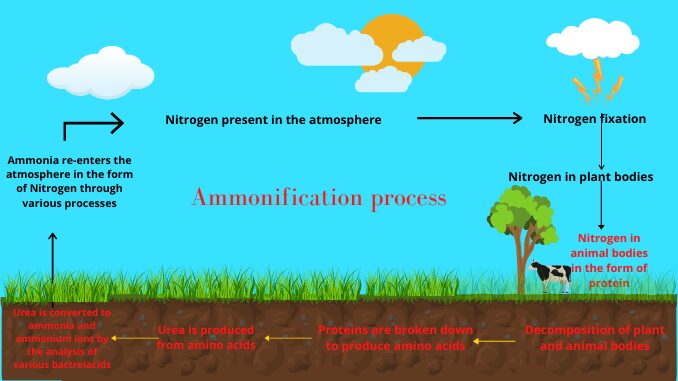 What Happens During Ammonification