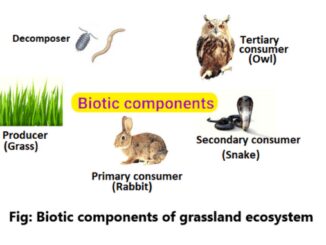 Biotic components of Grassland ecosystem