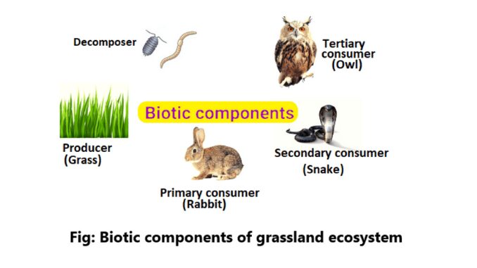 Biotic Components Of Grassland Ecosystem Sciencequery 6349