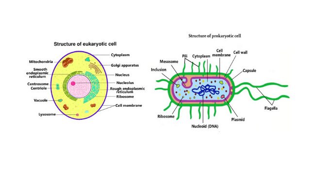 Organelles in a eukaryotic cell Diagram | Quizlet