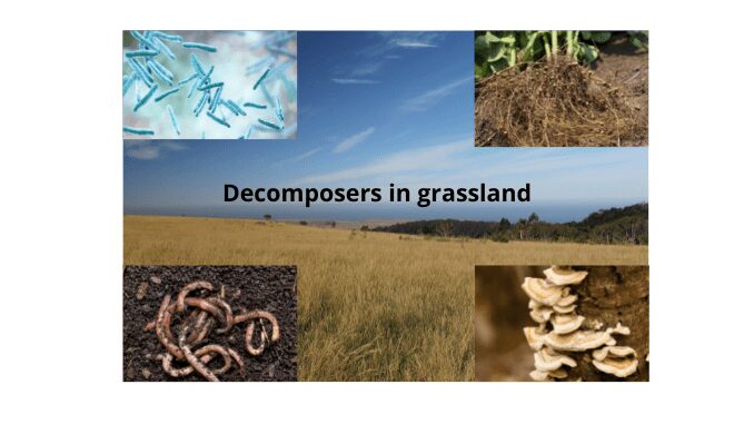 Decomposers in grassland