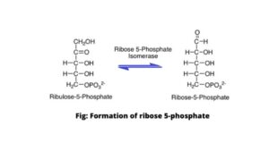 Formation of Ribose 5-phosphate