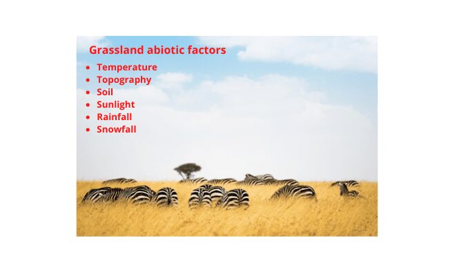 Grassland abiotic factors | Science Query