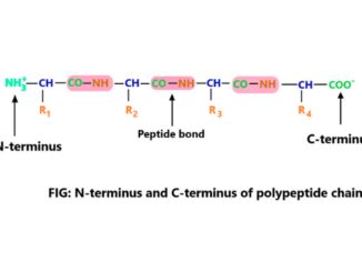 N terminus and c terminus in protein