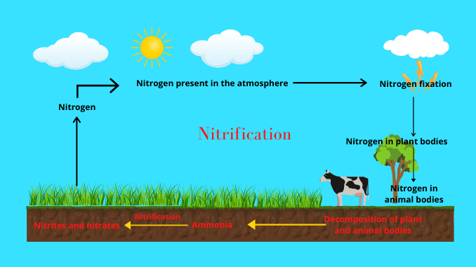 Nitrification process of nitrogen cycle - Science Query