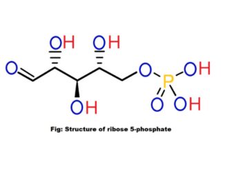 Ribose 5-phosphate