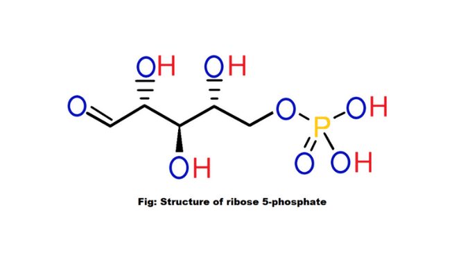 what-is-ribose-5-phosphate-its-structure-and-formation-science-query