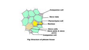 Structure of Phloem tissue
