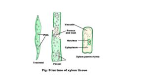 Structure of Xylem tissue
