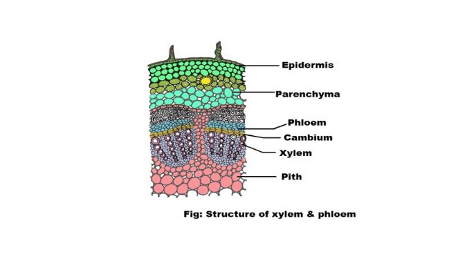 Xylem vs Phloem microscopic differences