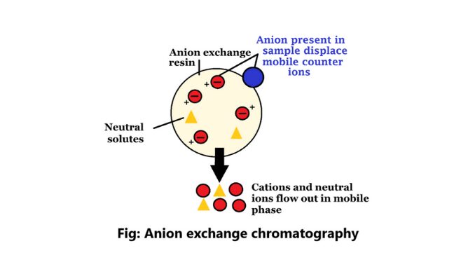 Anion exchange chromatography