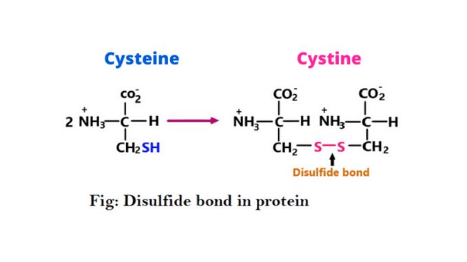 Disulfide Bond Formation In Protein Science Query