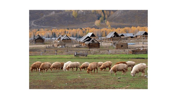 Nomadic Herding Meaning In Hindi