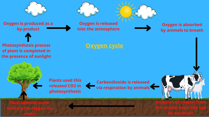 term paper on oxygen cycle