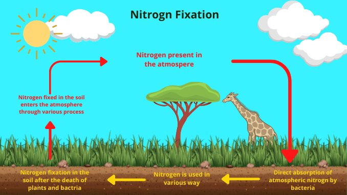 nitrogen fixation definition