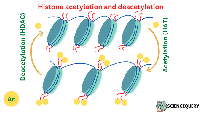 Histone acetylation