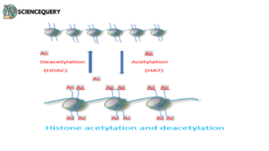 Acetylation of histone