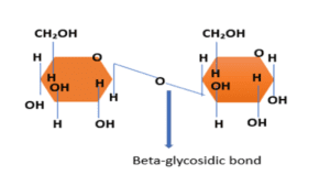 Beta-glycosidic bond