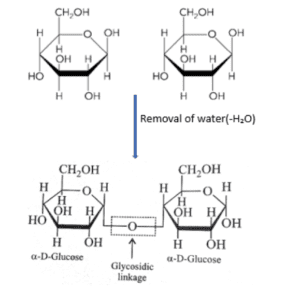 Formation of glycosidic bond