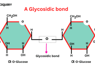 Glycosidic bond