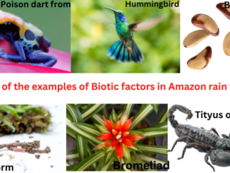 Biotic factors in the amazon rainforest