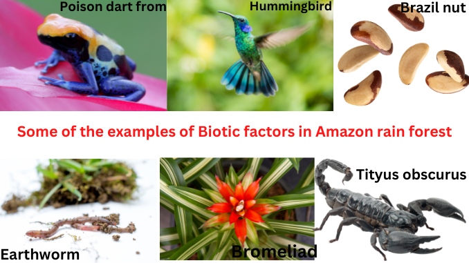 Biotic factors in the amazon rainforest