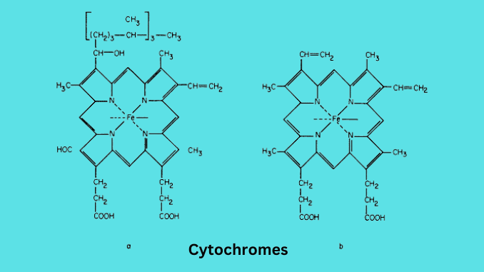 C Type Cytochromes The Bacterial SoxAX Cytochromes CGNPEB