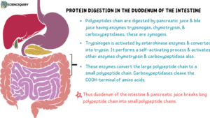 Protein digestion in the Duodenum of the intestine