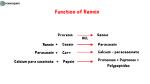 Function of rennin
