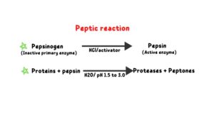 Peptic reaction