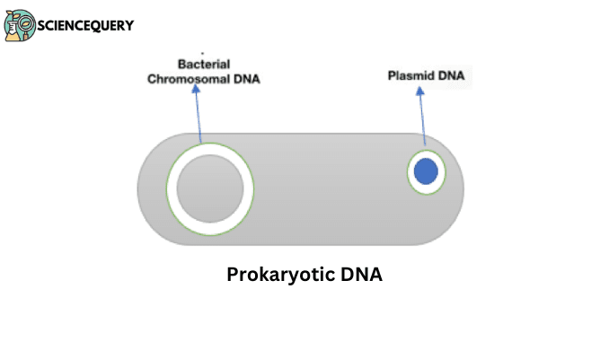 Prokaryotic DNA