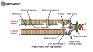 Prokaryotic DNA replication