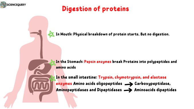 Protein Digestion How Does It Occur And Process Science Query