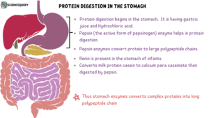 Protein digestion in the stomach