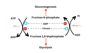 Reciprocal regulation of glycolysis and gluconeogenesis