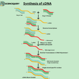 Synthesis of cDNA