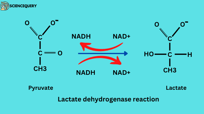 lactate dehydrogenase reaction
