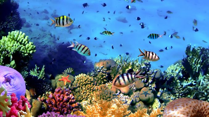 Abiotic factors for coral reefs