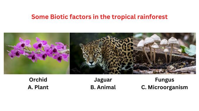 Biotic factors in the tropical rainforest