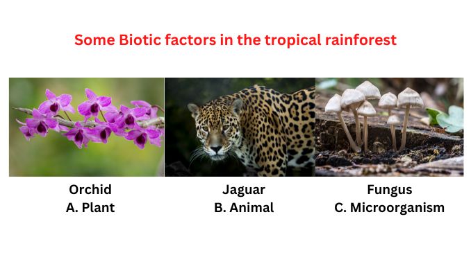 Biotic factors in the tropical rainforest