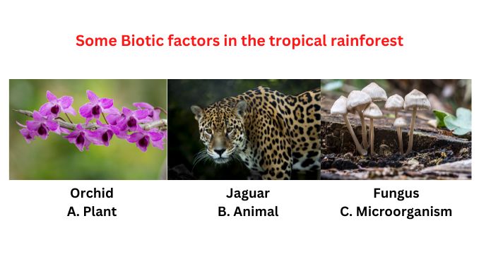 Biotic Factors In The Tropical Rainforest Science Query