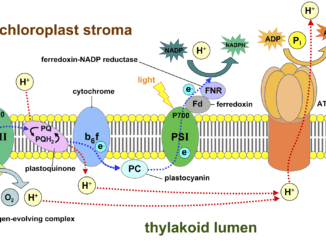 What is a photosystem