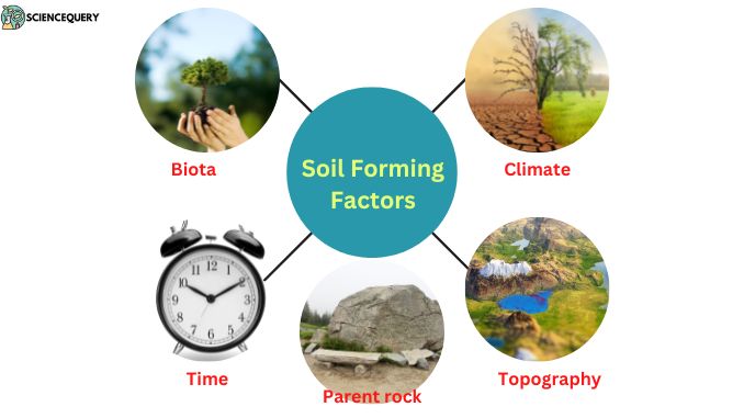 soil-forming-factors-and-definition-science-query