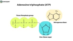 Structure of ATP