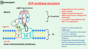 ATP synthase structure and composition
