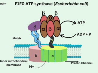 ATP synthase