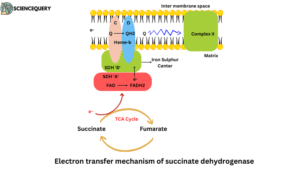 Electron transfer mechanism of succinate dehydrogenase