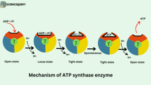 Mechanism of ATP synthase enzyme