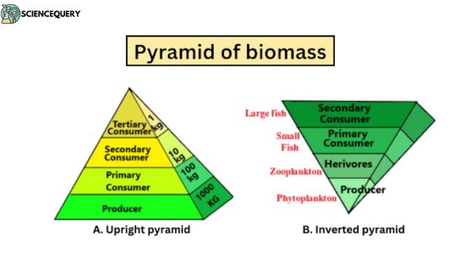 pyramids-of-biomass-and-pyramids-of-numbers-storyboard