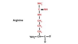 Structure of Arginine: Basic amino acids